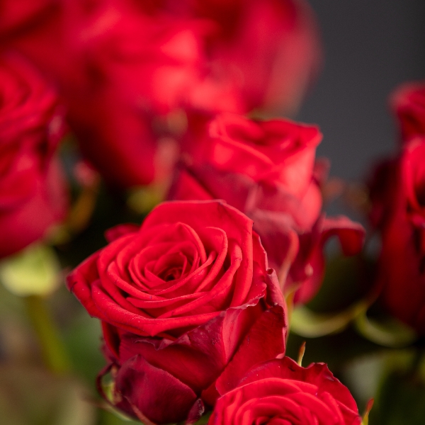 Ein dutzend Rosen bitte Bild 3